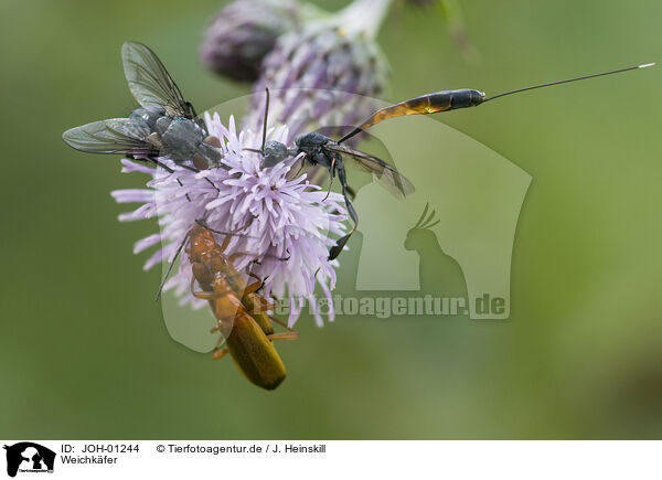 Weichkfer / soldier beetle / JOH-01244