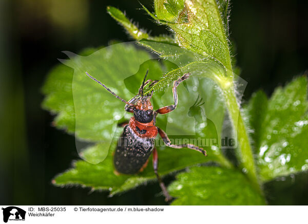 Weichkfer / soldier beetle / MBS-25035