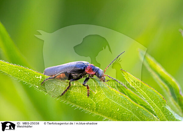 Weichkfer / soldier beetle / MBS-25038