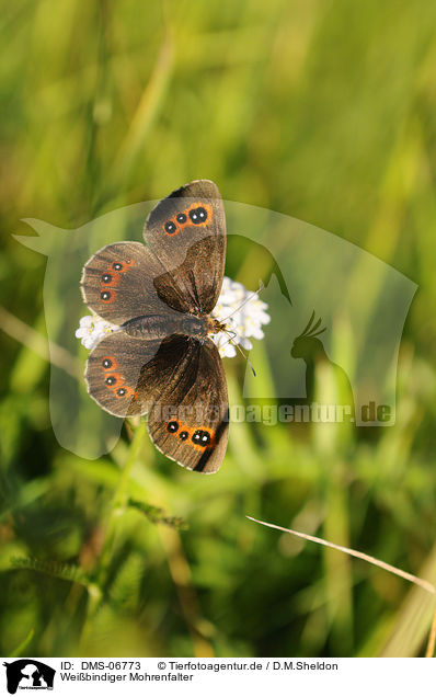 Weibindiger Mohrenfalter / arran brown butterfly / DMS-06773