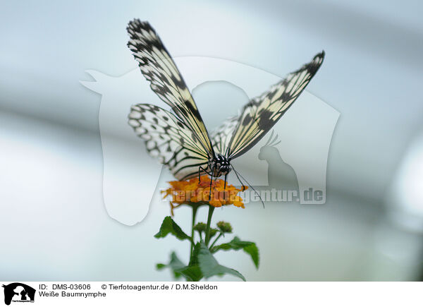 Weie Baumnymphe / butterfly / DMS-03606