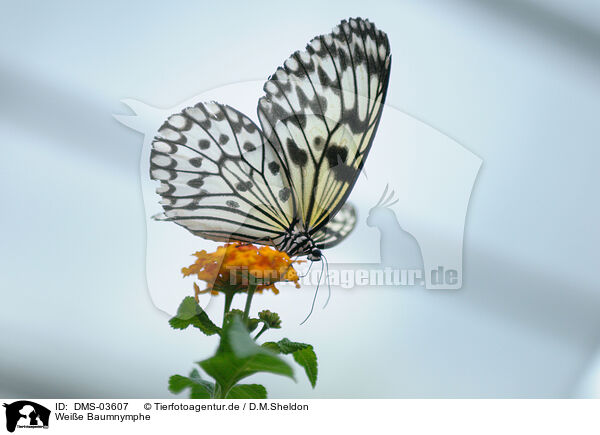 Weie Baumnymphe / butterfly / DMS-03607