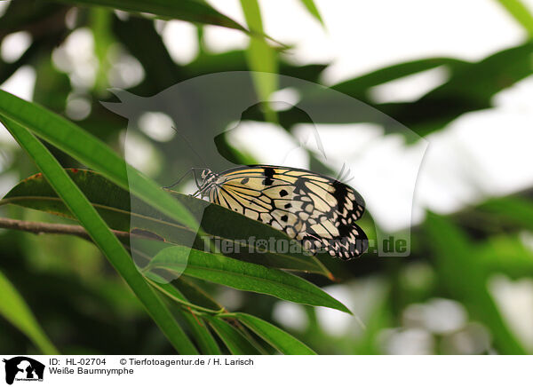 Weie Baumnymphe / large tree nymph / HL-02704