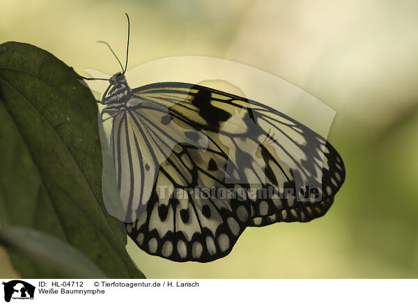 Wei�e Baumnymphe / large tree nymph / HL-04712