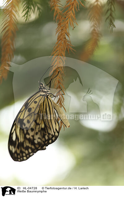 Wei�e Baumnymphe / large tree nymph / HL-04728