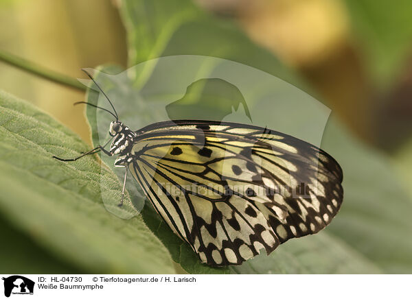 Wei�e Baumnymphe / large tree nymph / HL-04730