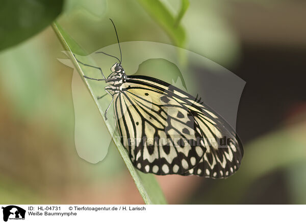 Wei�e Baumnymphe / large tree nymph / HL-04731