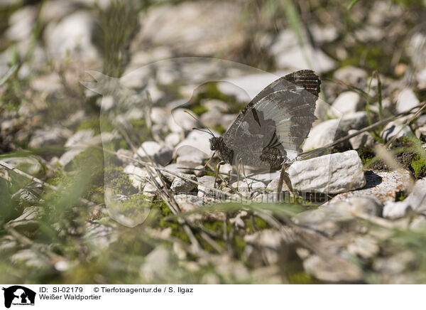 Weier Waldportier / great banded grayling / SI-02179