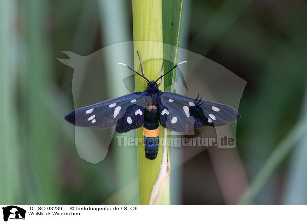 Weifleck-Widderchen / nine-spotted moth / SO-03239