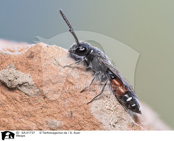 Wespe / wasp / SA-01737