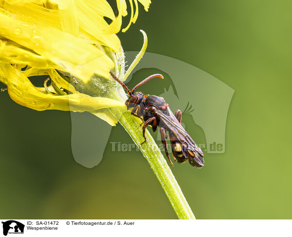 Wespenbiene / wasp-like bee / SA-01472