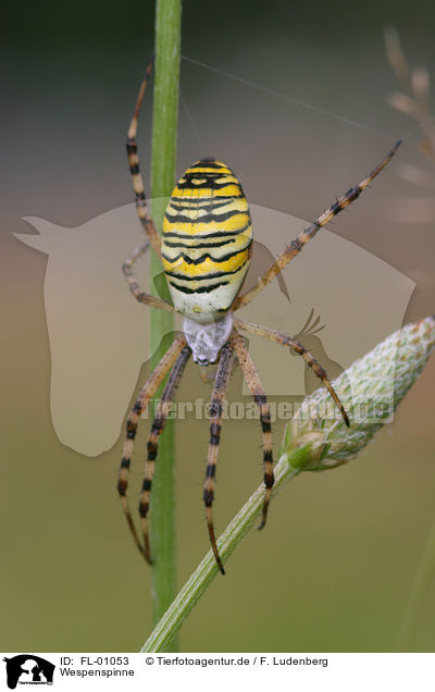 Wespenspinne / wasps spider / FL-01053