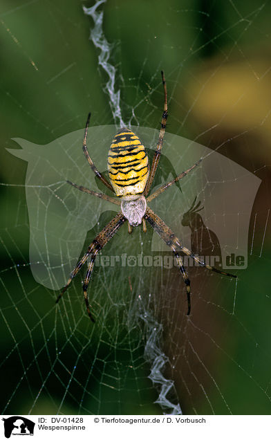 Wespenspinne / spider / DV-01428