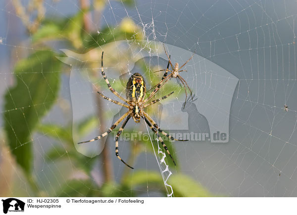 Wespenspinne / Wasp spider / HJ-02305