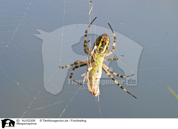 Wespenspinne / Wasp spider / HJ-02306