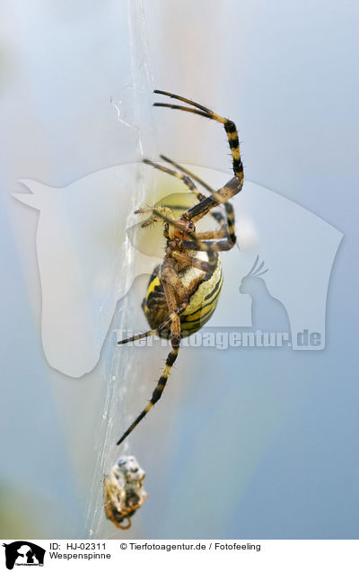 Wespenspinne / Wasp spider / HJ-02311