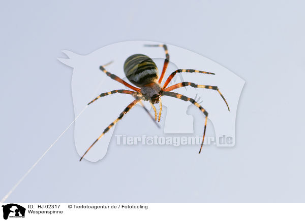 Wespenspinne / HJ-02317