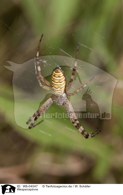 Wespenspinne / wasp spider / WS-04047