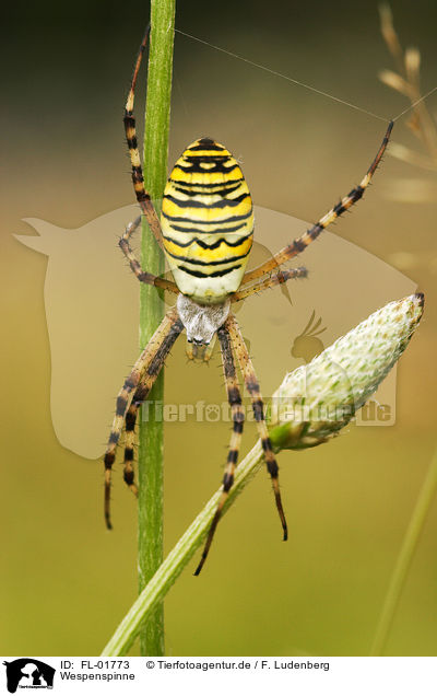 Wespenspinne / wasp spider / FL-01773