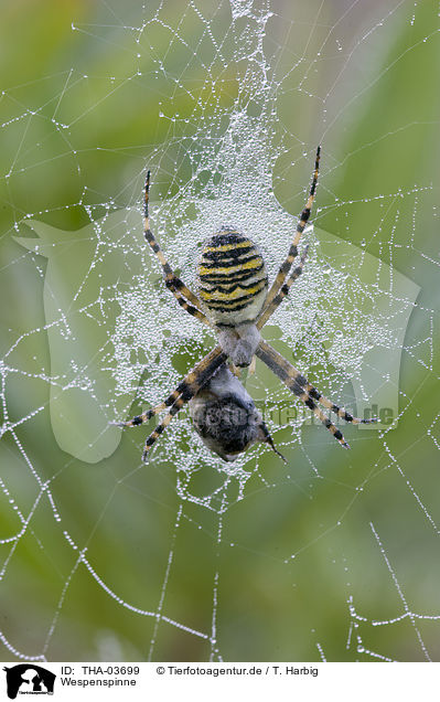 Wespenspinne / wasp spider / THA-03699