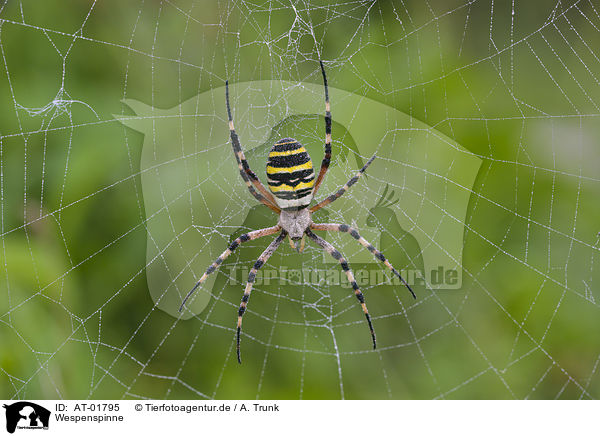 Wespenspinne / wasp spider / AT-01795