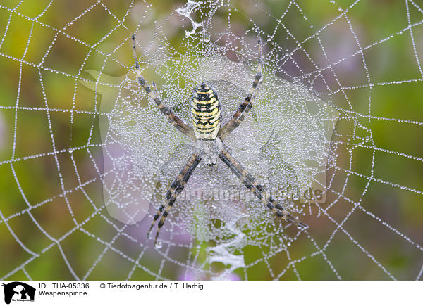 Wespenspinne / wasp spider / THA-05336
