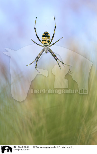 Wespenspinne / wasp spider / DV-03244