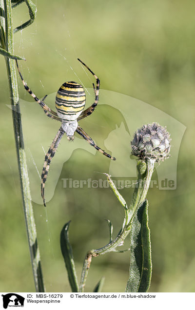 Wespenspinne / wasp spider / MBS-16279