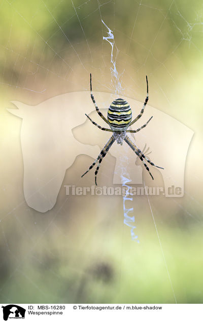 Wespenspinne / wasp spider / MBS-16280