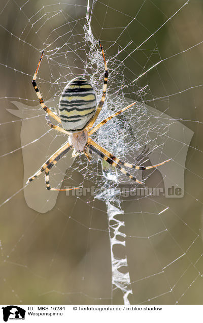 Wespenspinne / wasp spider / MBS-16284