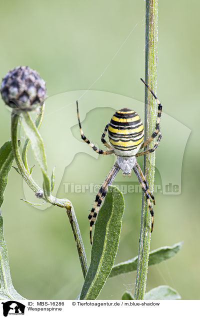 Wespenspinne / wasp spider / MBS-16286