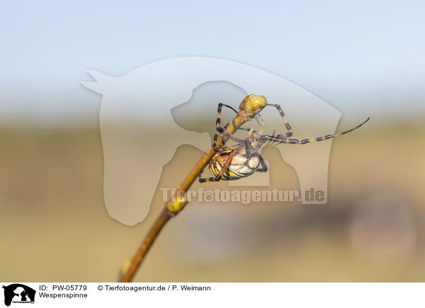 Wespenspinne / wasp spider / PW-05779