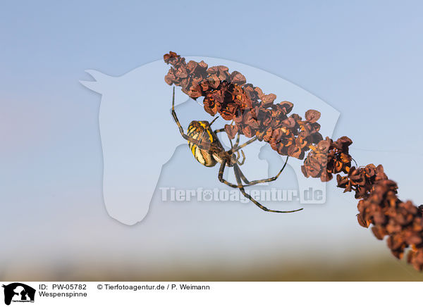 Wespenspinne / wasp spider / PW-05782