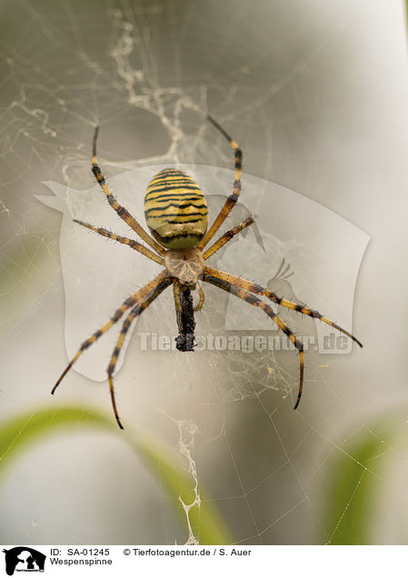 Wespenspinne / Wasp Spider / SA-01245