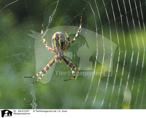 Wespenspinne / Wasp Spider / SA-01247
