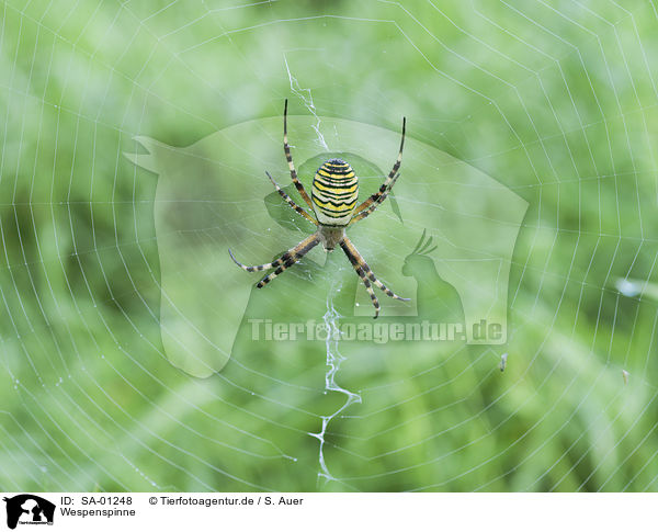 Wespenspinne / Wasp Spider / SA-01248