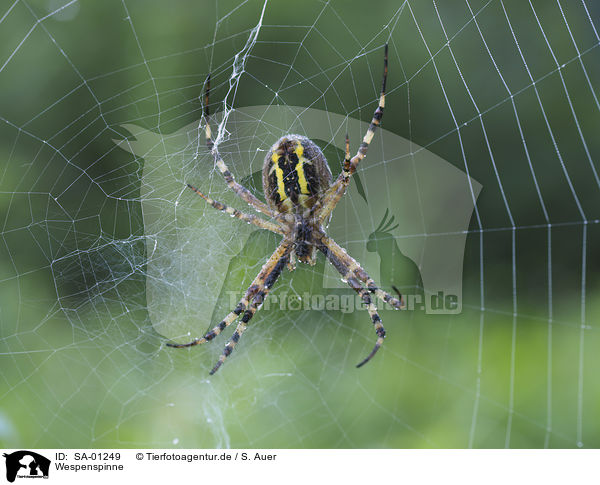 Wespenspinne / Wasp Spider / SA-01249