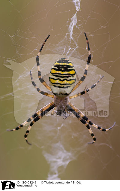 Wespenspinne / wasp spider / SO-03243