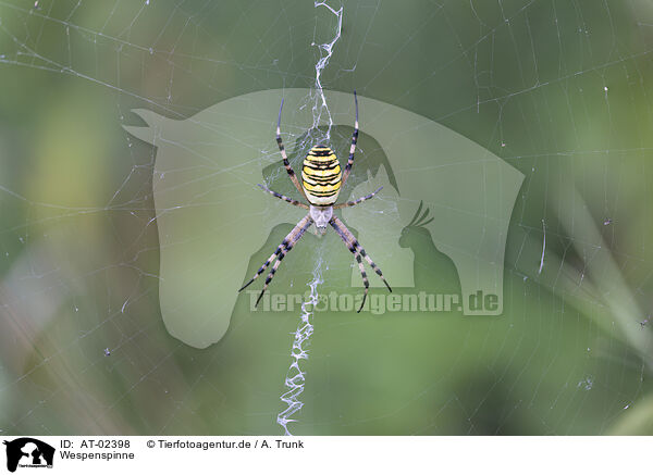 Wespenspinne / wasp spider / AT-02398