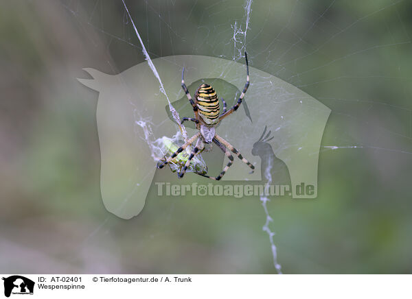 Wespenspinne / wasp spider / AT-02401