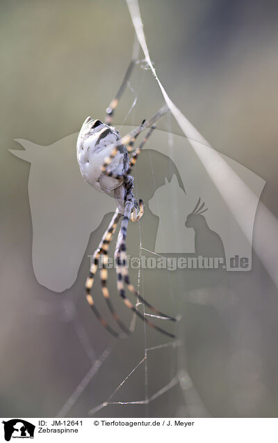 Zebraspinne / Zebra Spider / JM-12641