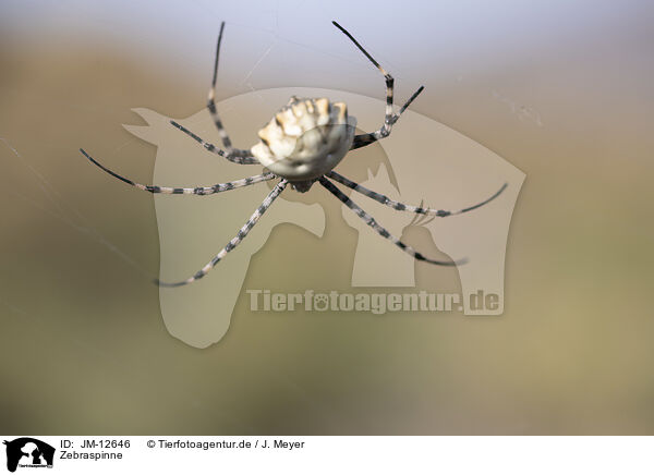 Zebraspinne / JM-12646