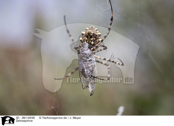 Zebraspinne / Zebra Spider / JM-12648