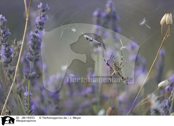 Wespenspinne / wasp spider / JM-16553