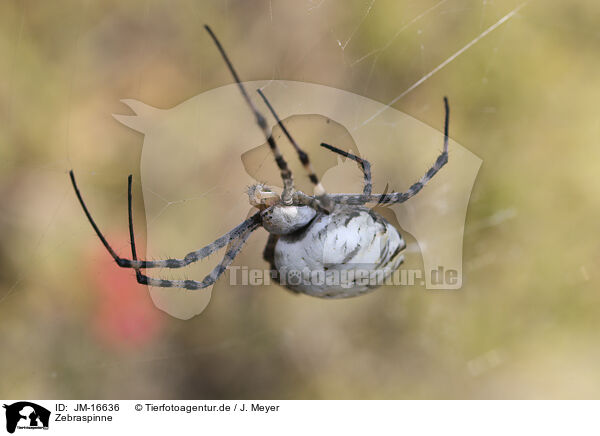 Zebraspinne / Zebra Spider / JM-16636