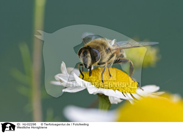 Westliche Honigbiene / HJ-02296