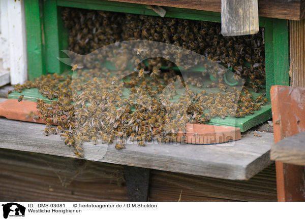 Westliche Honigbienen / DMS-03081