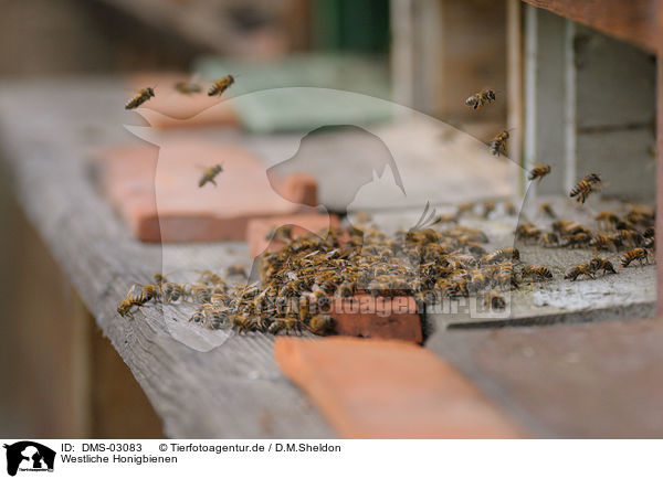 Westliche Honigbienen / DMS-03083