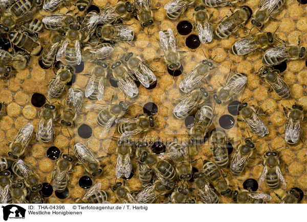 Westliche Honigbienen / european bees / THA-04396