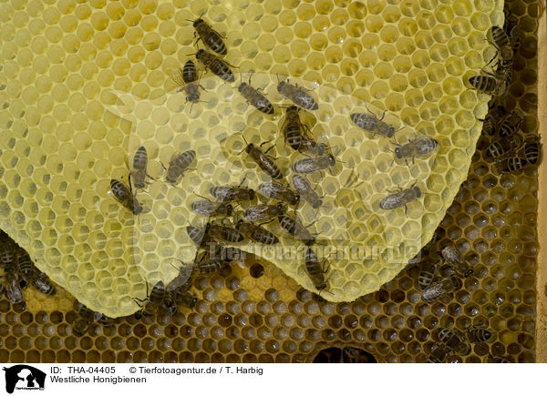 Westliche Honigbienen / THA-04405